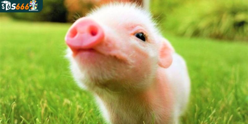 Ý nghĩa các giấc mộng về con heo