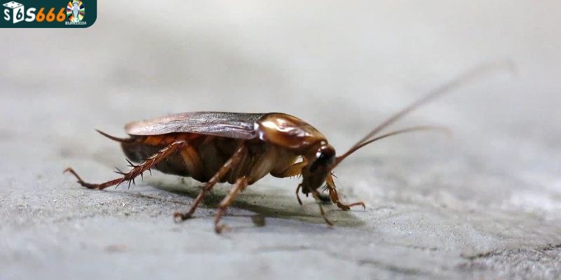 Giải mã chi tiết điềm báo may rủi của giấc mơ gián