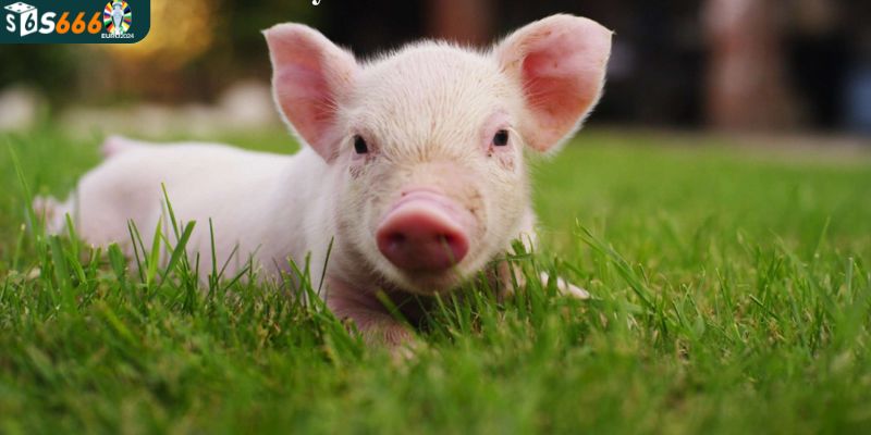 Hình ảnh con heo biểu trưng cho điều gì