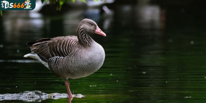 Lưu ý khi giải mã để biết chính xác con vịt số mấy