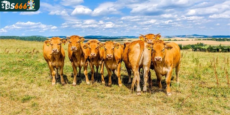 Mơ thấy con bò nên đánh số đề gì để thắng lớn