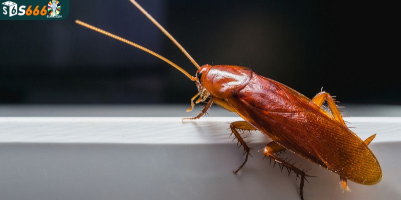 Số lô đẹp khi mơ thấy con gián