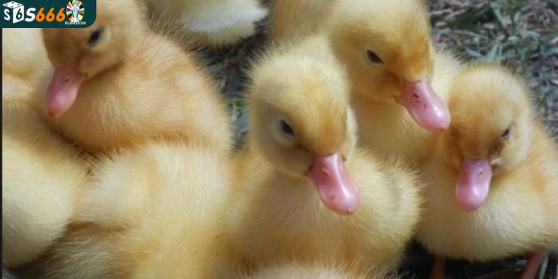  Thấy vịt khi chiêm bao là điềm gì?