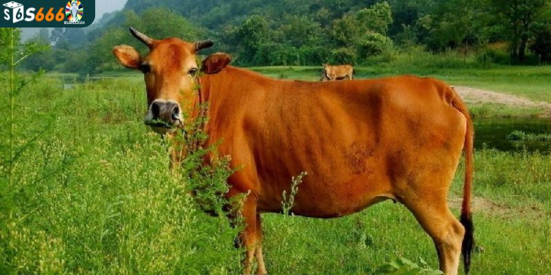 Lý giải vì sao nên tìm hiểu ý nghĩa giấc mơ về con bò