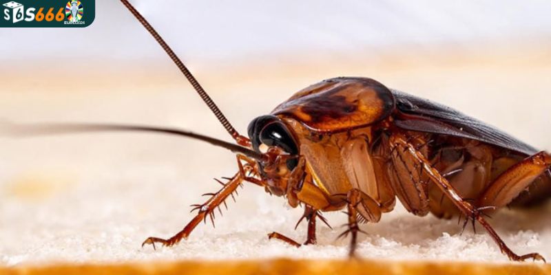 Tổng quan về giấc chiêm bao thấy tiểu cường