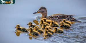 Con vịt số mấy? Nên đánh đề số nào?