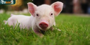 Hình ảnh con heo biểu trưng cho điều gì